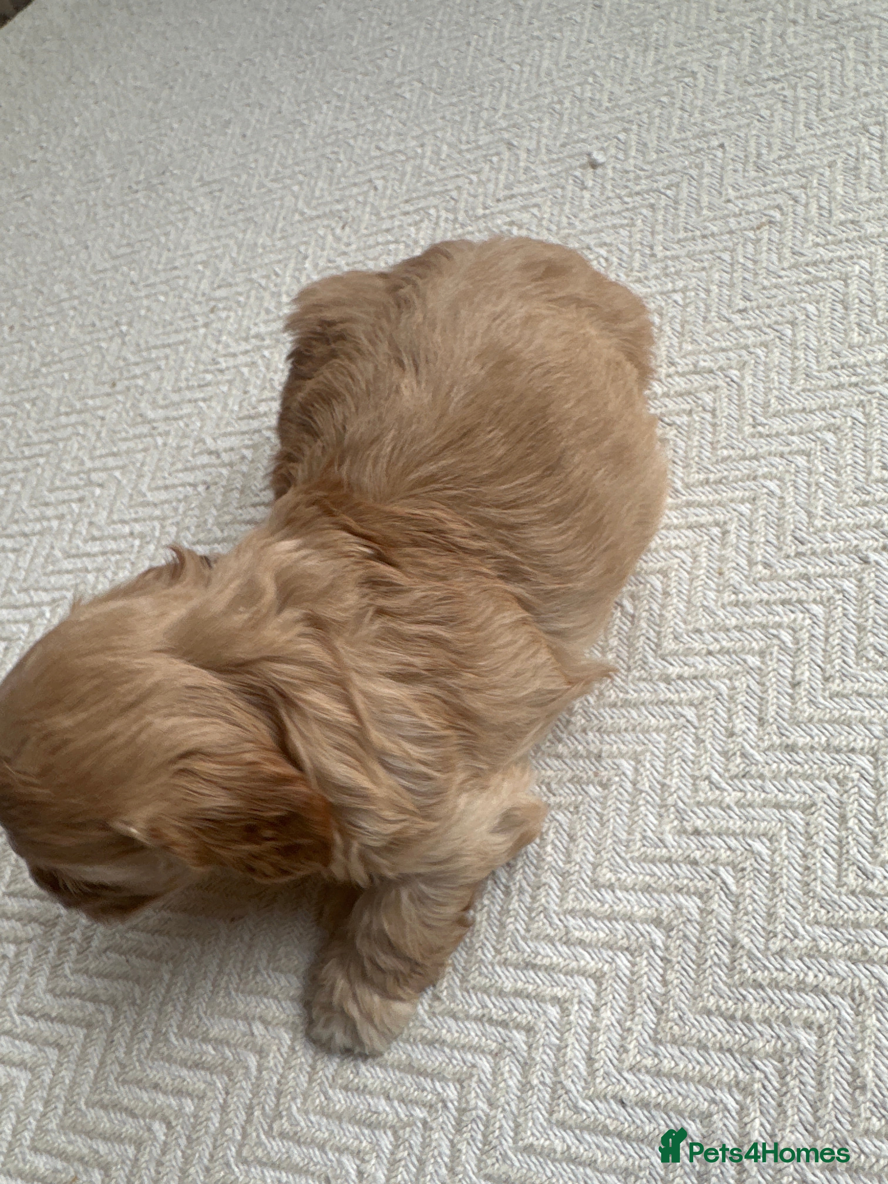 Mixed Breed dogs doxiepoo pups 2x female 4x male  - Advert 10
