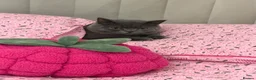 British Shorthair cats for sale: Male British short hair  - Advert 1