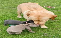 Labrador Retriever dogs for sale: Beautiful Silver Labrador pups  - Image 8