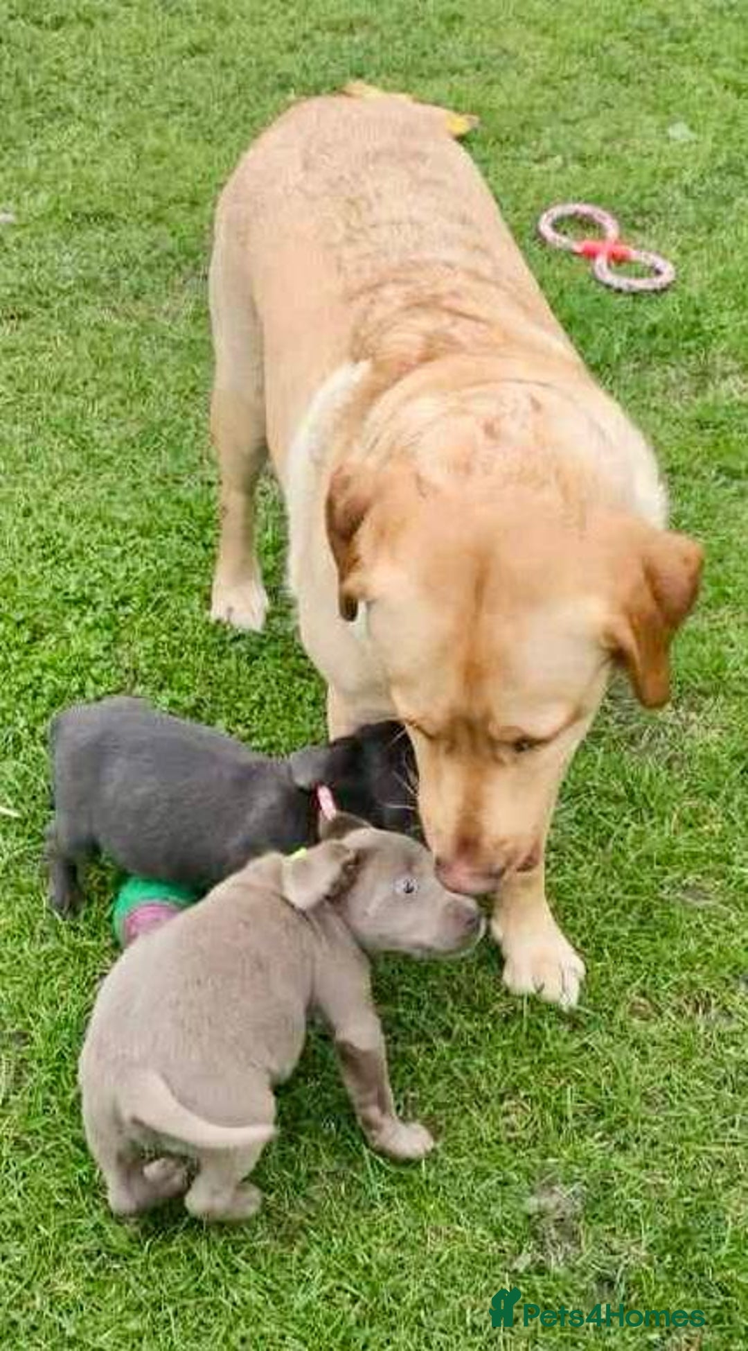 Labrador Retriever dogs for sale: Beautiful Silver Labrador pups  - Image 8