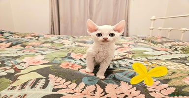 Devon Rex cats Darling Devons - Advert 6