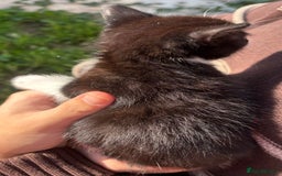 Mixed Breed cats for sale: 5 Gorgeous kittens available now - Image 31