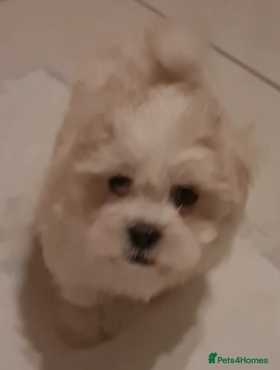 Mixed Breed dogs for sale: Havanese x Maltese Havamalts - Advert 6