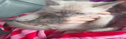 Mixed Breed cats for sale: Stunning sphynx x ragdoll kittens  - Advert 20