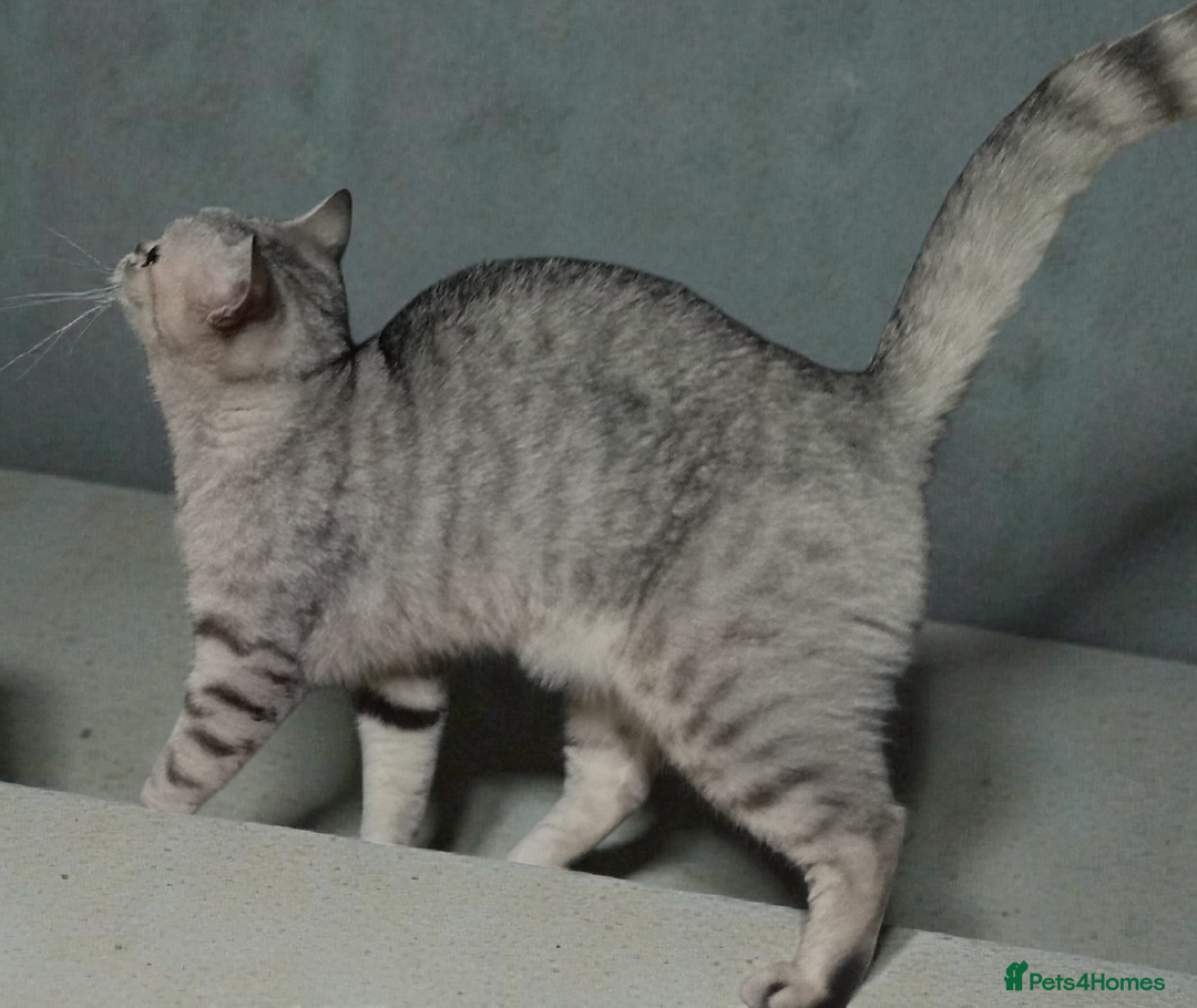 British Shorthair cats for sale: GCCF Active Blue - Silver spotted - Advert 5