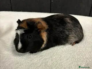 Guinea Pig rodents Female guinea pigs - Advert 9