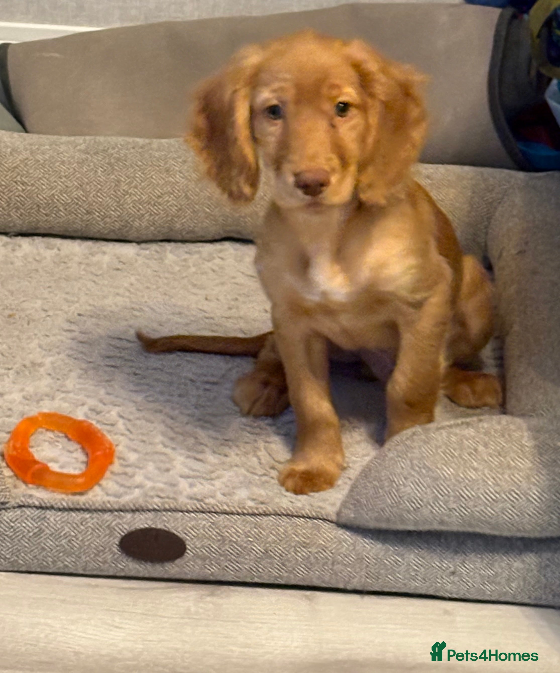 Cocker Spaniel dogs READY NOW FULLY VAX RED WORKING COCKER SPANIELS - Advert 6