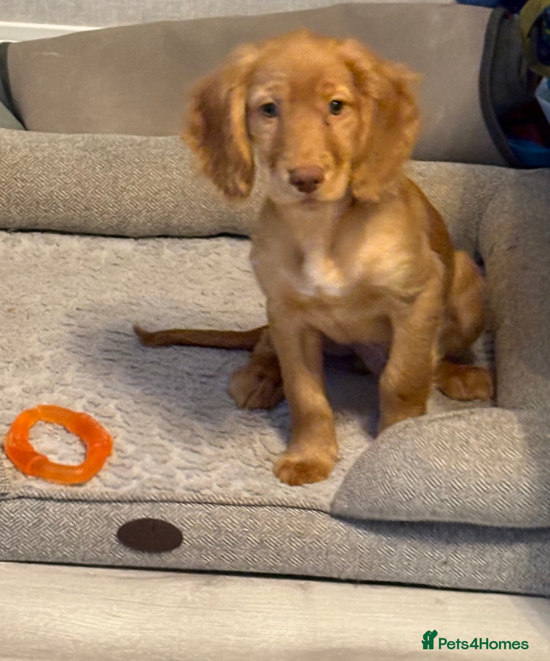 Cocker Spaniel dogs for sale: READY NOW FULLY VAX RED WORKING COCKER SPANIELS - Advert 1