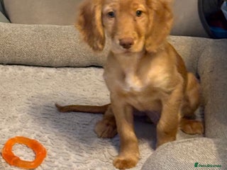 Cocker Spaniel dogs READY NOW FULLY VAX RED WORKING COCKER SPANIELS - Advert 5