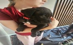 Great Dane dogs for sale: Great dane puppies  - Image 36