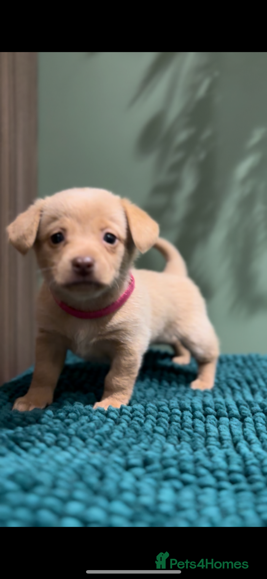 Mixed Breed dogs for sale: 🌟 Beautiful Cream Pomweenie Puppies Available 🌟 - Advert 14