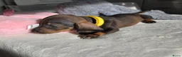 Miniature Dachshund dogs for sale: 🤎 Gorgeous Daxies_Mini Dachshunds 🤎 - Advert 23