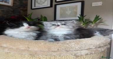 Persian cats - Advert 2