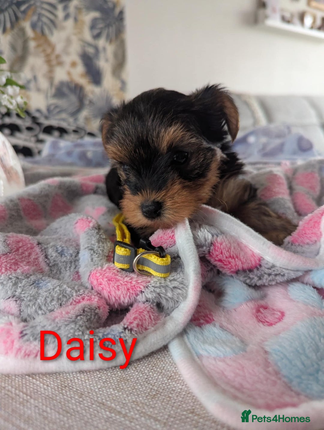 Yorkshire Terrier dogs for sale: Stunning yorkshire terriers for sale - Image 10
