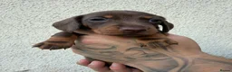 Miniature Dachshund dogs for sale: Stunning Miniature Dachshund pups  - Advert 9