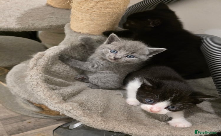 British Shorthair cats - Advert 3
