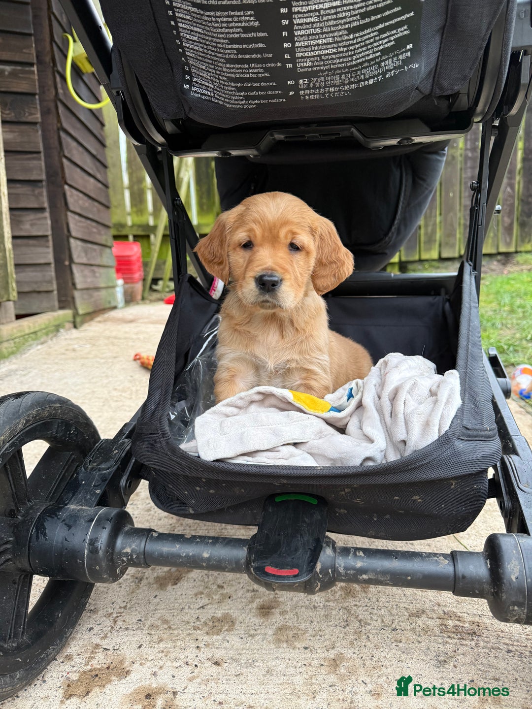 Golden Retriever dogs for sale: KC Working Golden Retriever Pups - Advert 14
