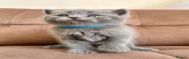 British Shorthair Kitten Blue Collar 
