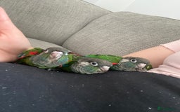 Conures birds for sale: Hand reared silly tame conure  - Image 9