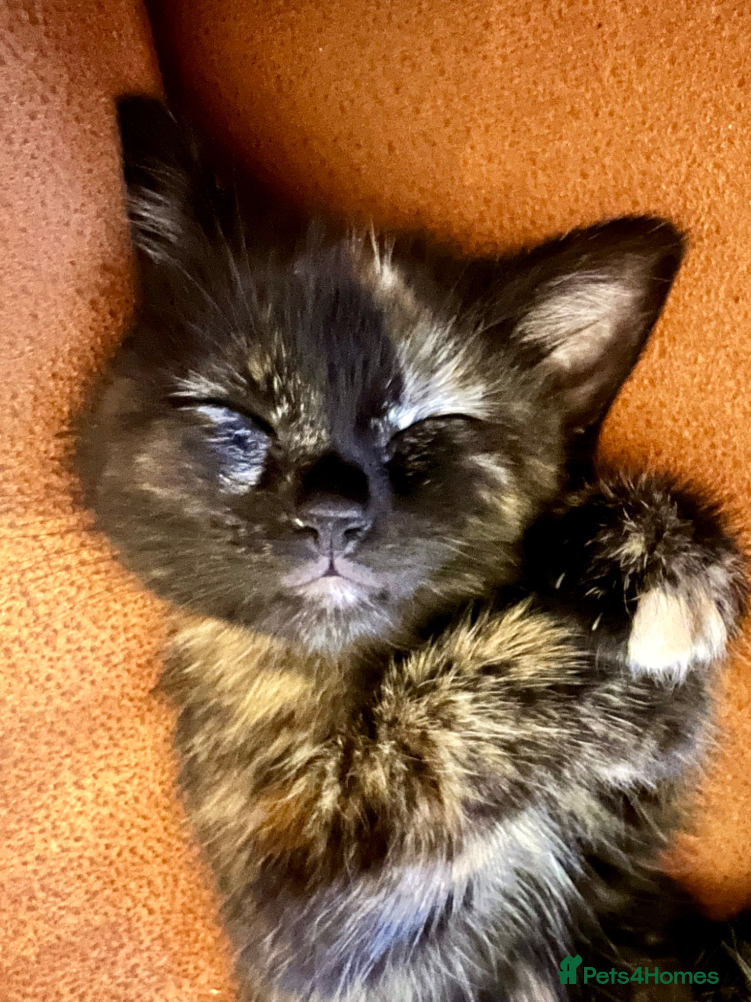Ragdoll cats Ready Now! Adorable Teddy Bear Mink Ragdoll x BSH - Advert 2