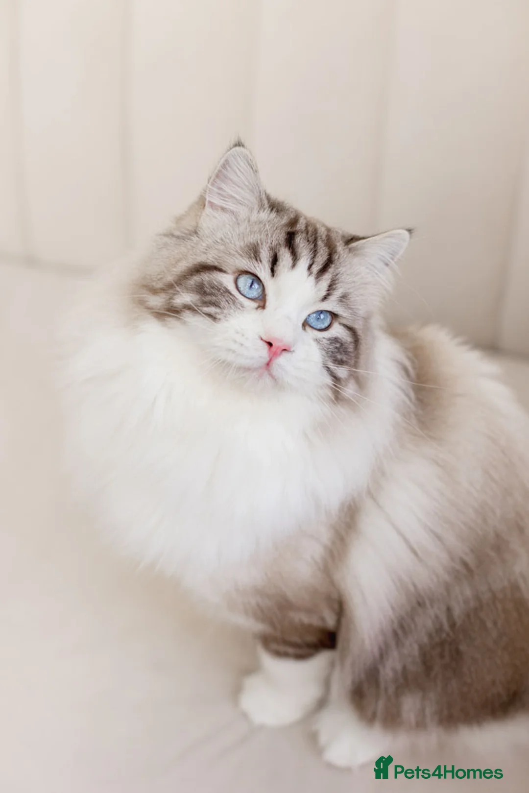Ragdoll cats for stud: Limited time only Seal Lynx Bicolor Ragdoll (stud) - Advert 1