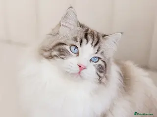 Ragdoll cats Limited time only Seal Lynx Bicolor Ragdoll (stud) - Advert 6