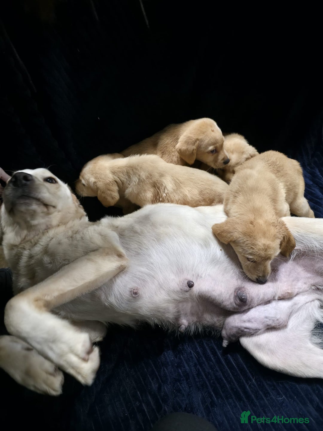 Labrador Retriever dogs for sale: Golden Labrador puppies  - Image 4