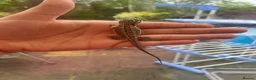 Bearded Dragon reptiles for sale: Super friendly bearded dragons - Advert 10