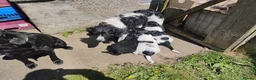 Springador dogs for sale: Beautiful springadors, 6 boys 2 girls. 2 left - Advert 3