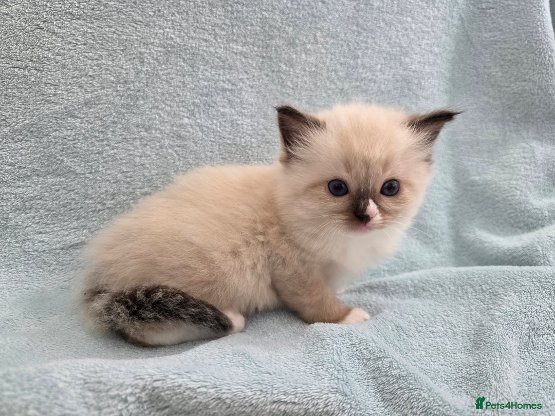 Ragdoll cats for sale: GCCF REGISTERED RAGDOLL KITTENS - Image 11