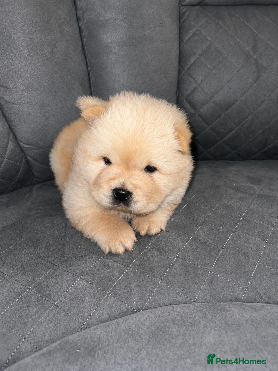 Chow Chow dogs for sale: Champion lines kc girls ❤️ - Advert 2