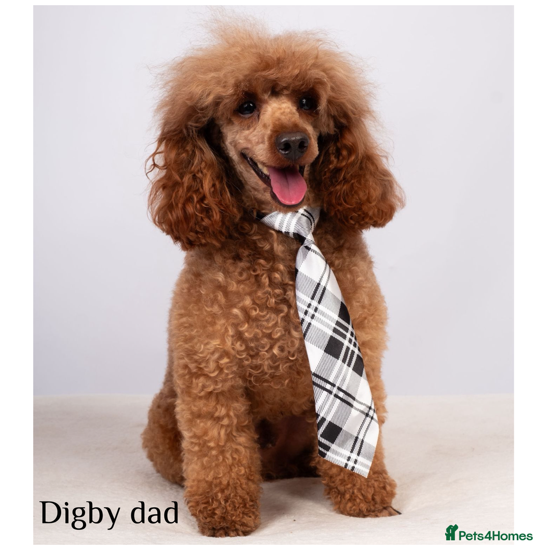 Cavapoo dogs for sale: Beautiful litter of F1 Cavapoo puppies  - Advert 15