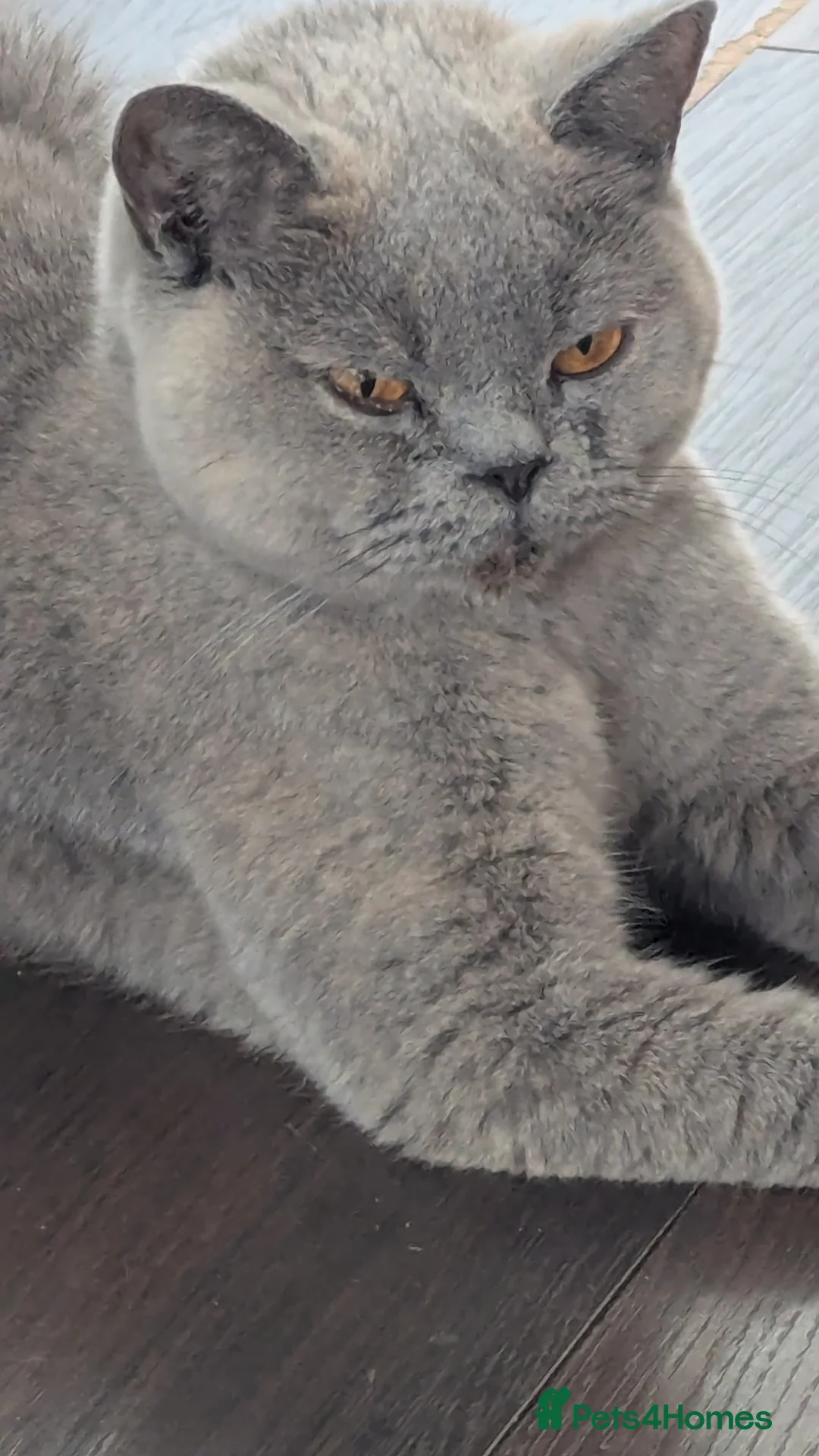 British Shorthair cats for sale: Brutish short hair  in Caldicot - Advert 2