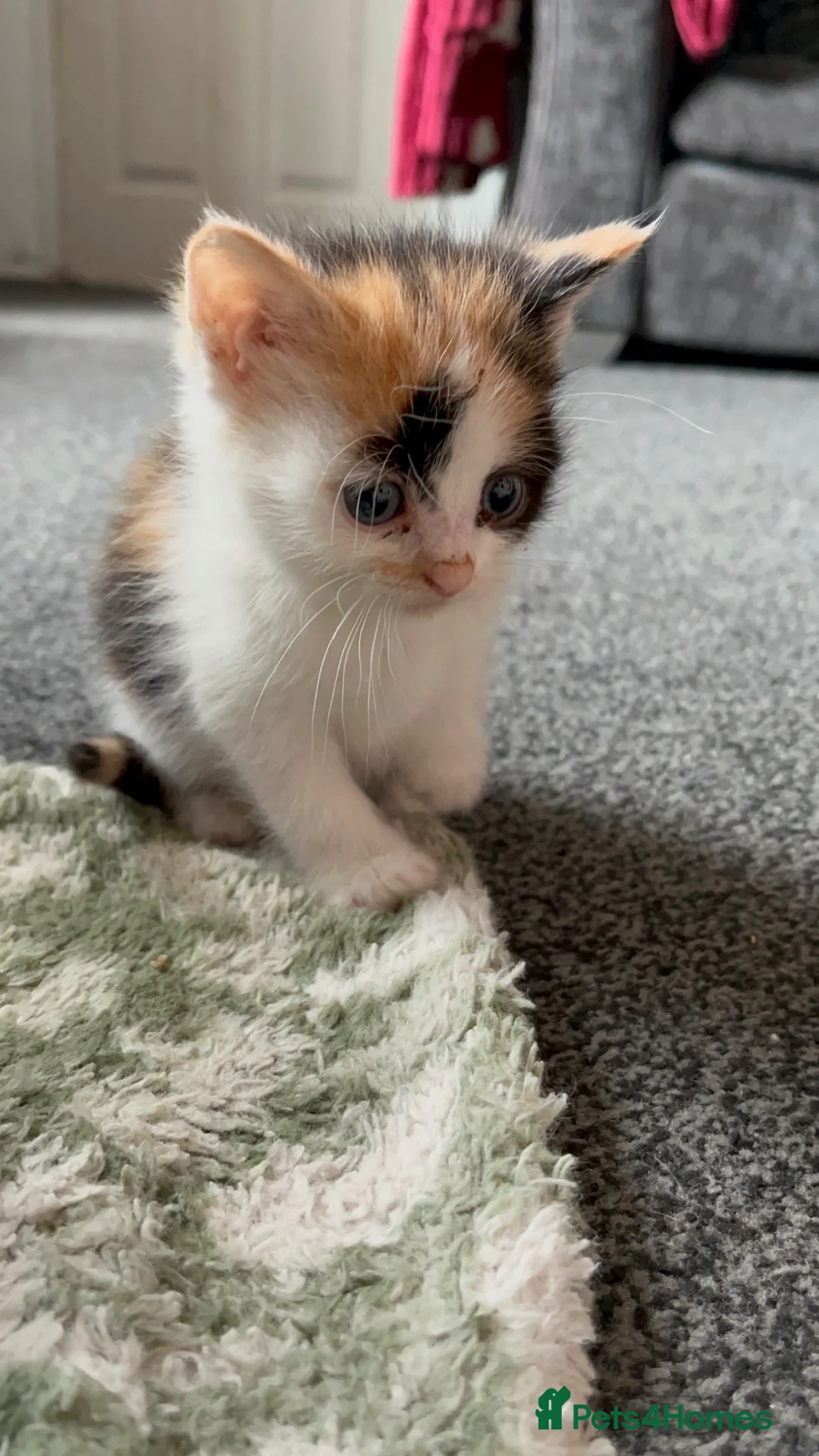 Mixed Breed cats for sale: 4 beautiful kittens  - Advert 7