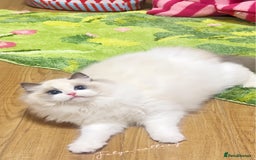 Ragdoll cats for sale: Blue eyes Blue-Bicolor kittens  - Image 13