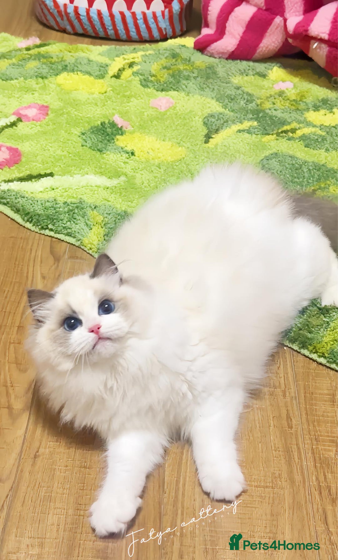 Ragdoll cats for sale: Blue eyes Blue-Bicolor kittens  - Image 13