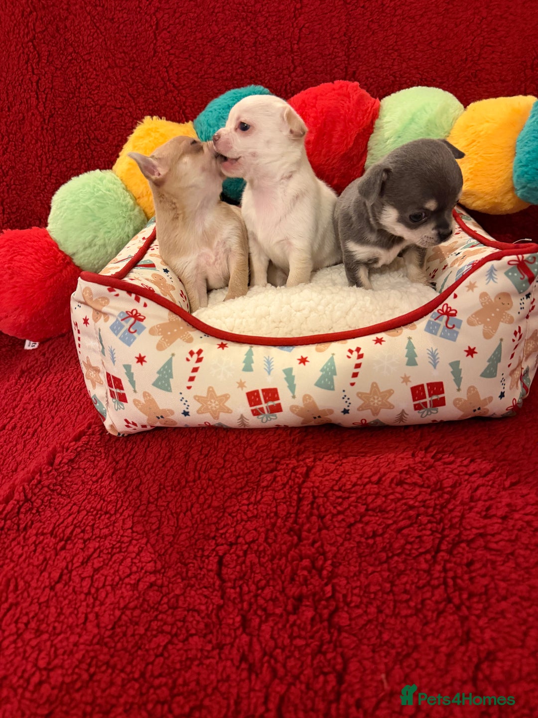 Chihuahua dogs for sale: Tiny apple head chihuahuas - Image 3