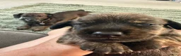 Miniature Dachshund dogs for sale: Mini Dax puppies 1 boy & 1 girl remaining in Billingshurst - Advert 10