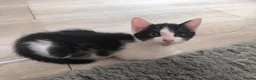 Mixed Breed cats for sale: Kittens for sale  - Advert 7