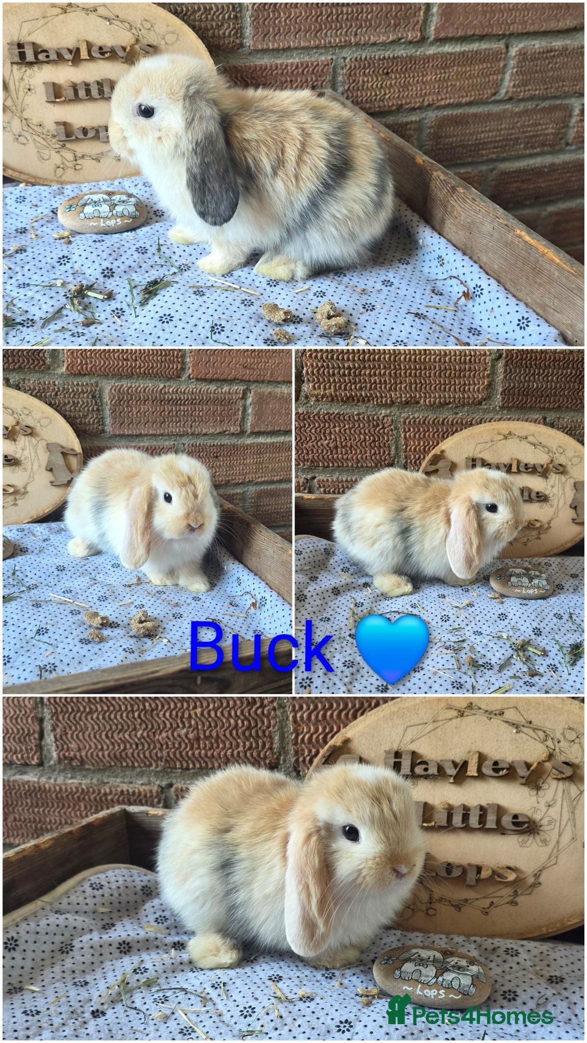 Mini Lop rabbits Gorgeous pure breed mini lops  - Advert 2