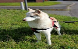 Siberian Husky dogs for sale: Hugo - siberian husky - Image 4