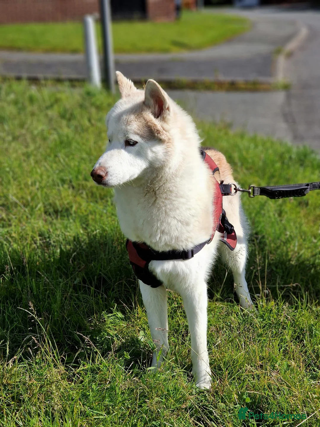 Siberian Husky dogs for sale: Hugo - siberian husky - Advert 4