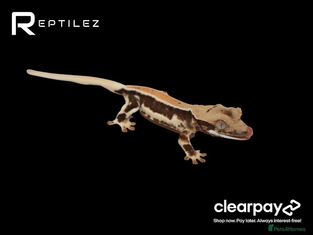 Gecko reptiles for sale: GECKO BABIES - Advert 2