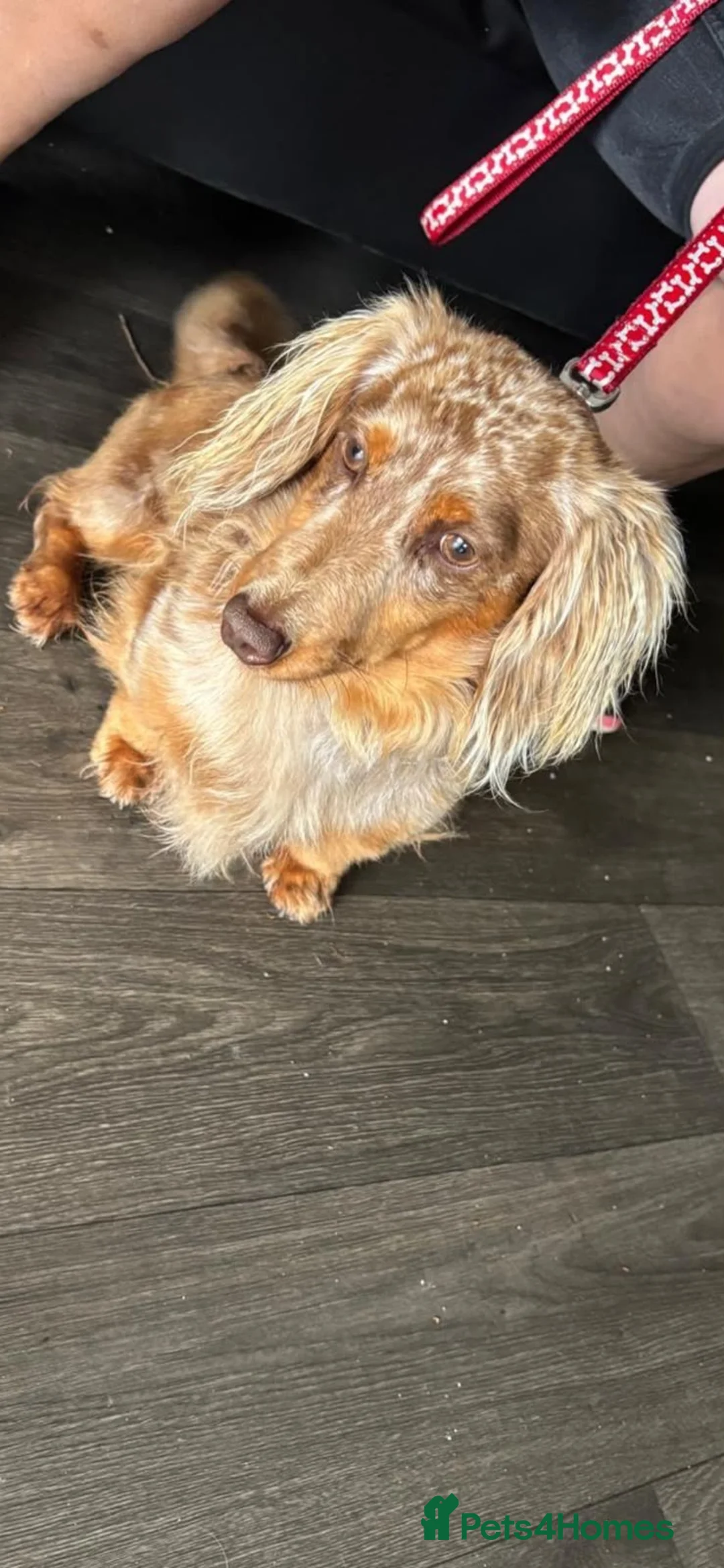 Miniature Dachshund dogs for sale: Beautiful miniature long haired dachshund  in Witham - Advert 18