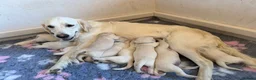 Golden Retriever dogs for sale: KC Registered Golden Retriever Puppies - Advert 8