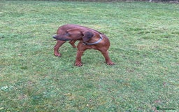 Rhodesian Ridgeback dogs for stud: (Our Duke) in Leominster - Image 13