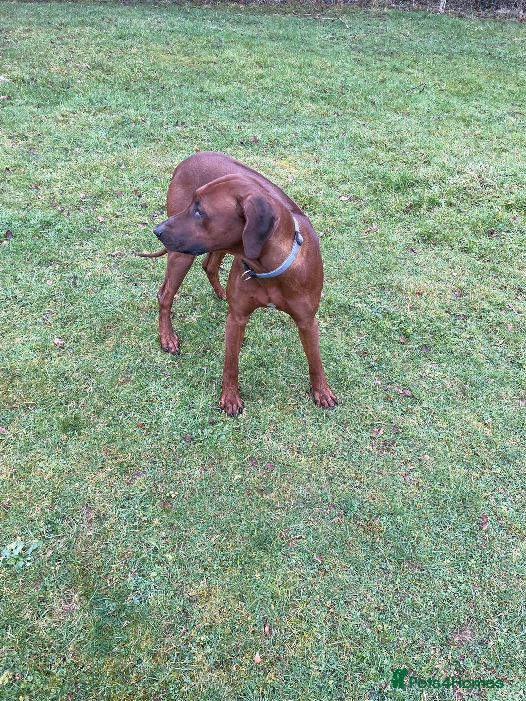 Rhodesian Ridgeback dogs for stud: (Our Duke) in Leominster - Image 13