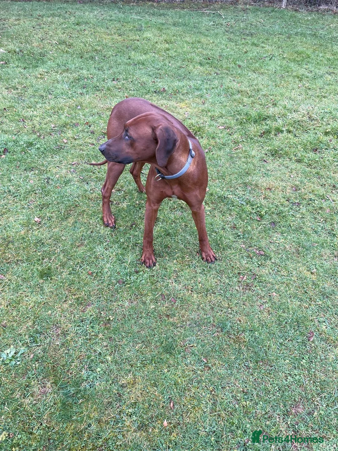 Rhodesian Ridgeback dogs for stud: (Our Duke) in Leominster - Advert 13