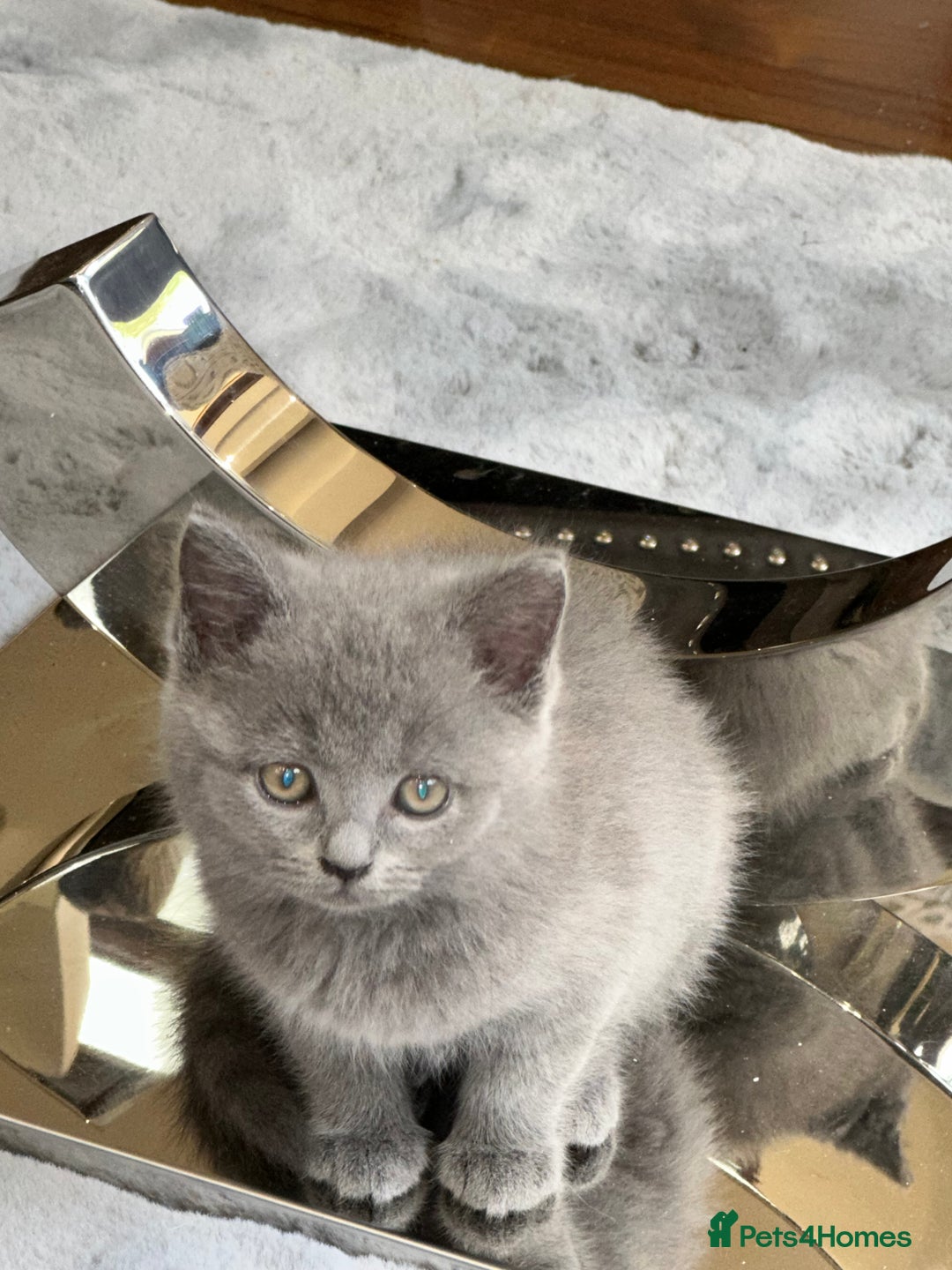 British Shorthair cats for sale: Gorgeous 2 female grey kittens for sale - Image 2