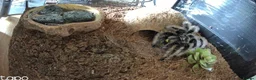 Tarantulas invertebrates for sale: 4x female adult large tarantulas  - Advert 6